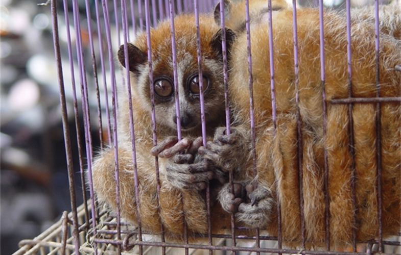 Slow lorises, which are hosts to pathogens that can jump to humans, are among the wildlife commonly sold at commercial markets that trade in wild animals. CREDIT: E. Bennett, WCS